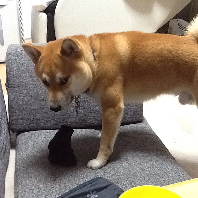 kotaさんの実例写真