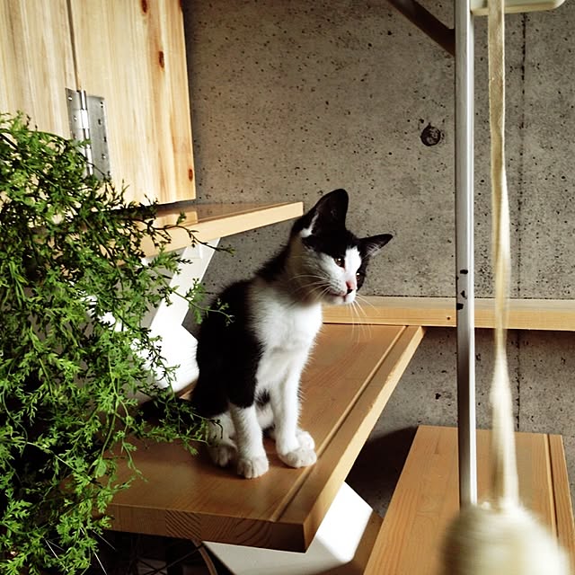 ziziguguさんの実例写真