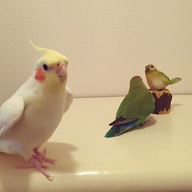 toratanさんの実例写真