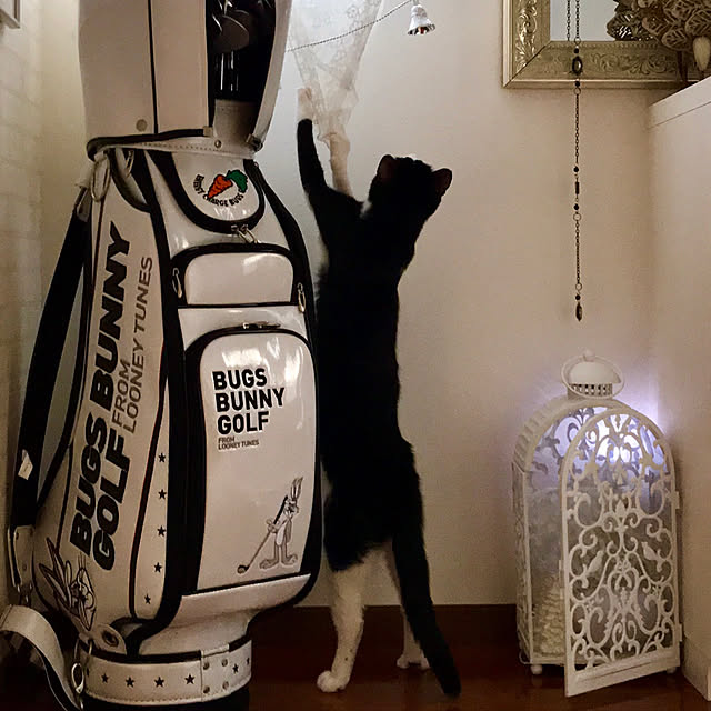 butachanさんの実例写真