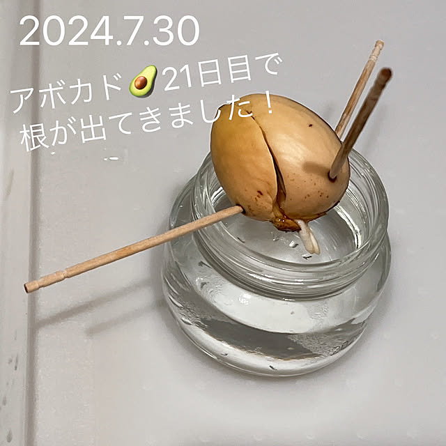 キッチン/観葉植物/植物/ガーデニング/植物のある暮らし...などのインテリア実例 - 2024-07-30 17:19:50