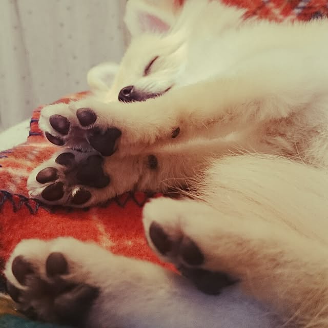 nicoco.さんの実例写真