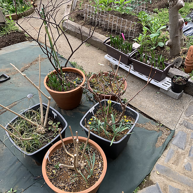 romiromiさんの実例写真