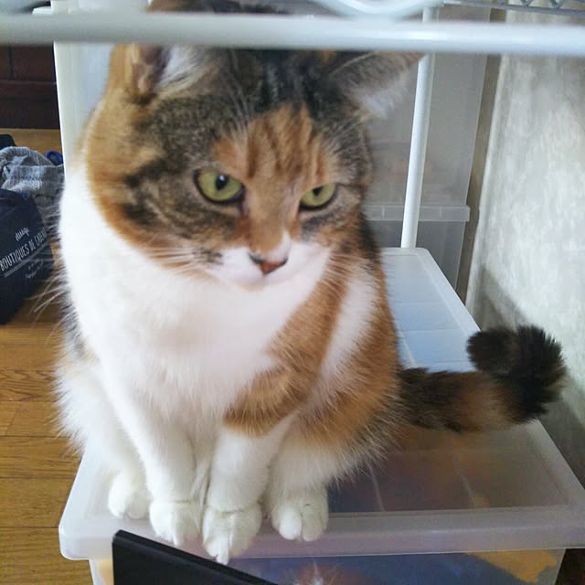 yukieさんの実例写真