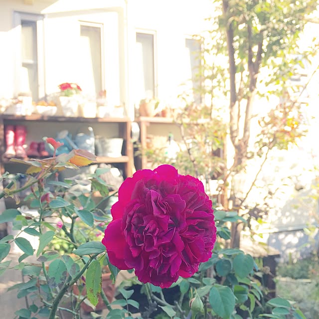 happygardenさんの実例写真