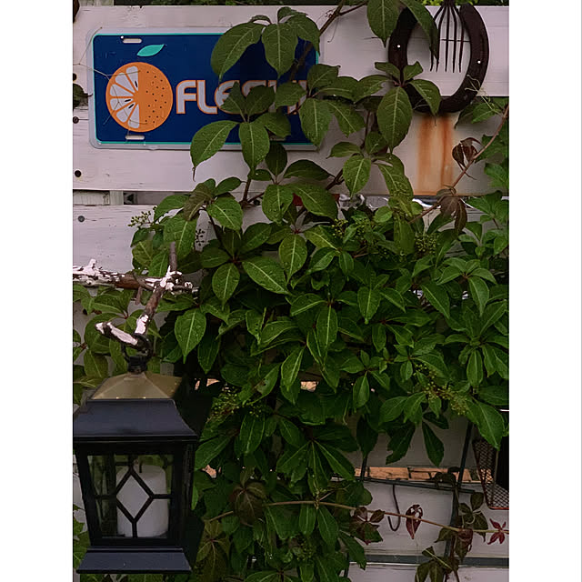 SAYOさんの実例写真