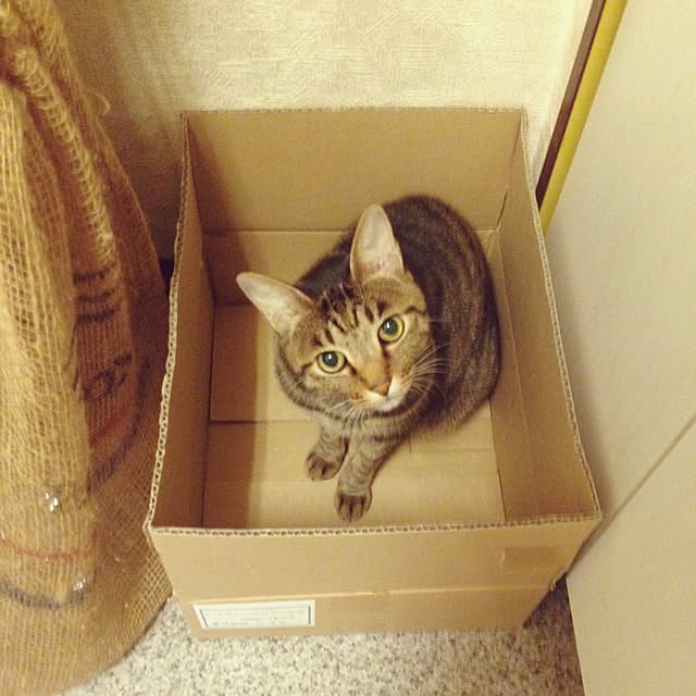 shigimiさんの実例写真
