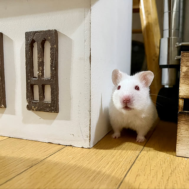 emiさんの実例写真