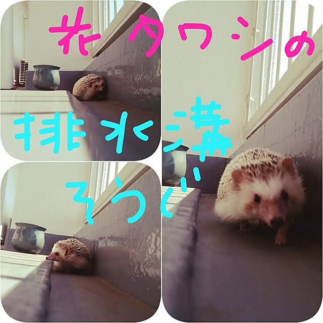 kuruさんの実例写真