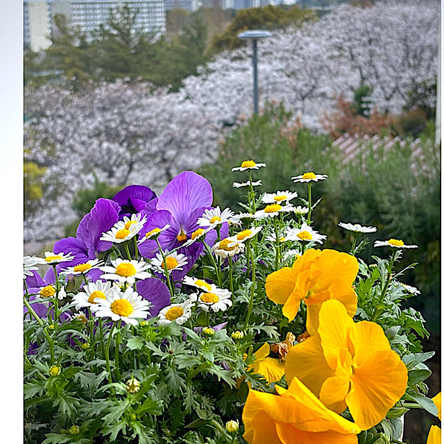 syutmmさんの実例写真