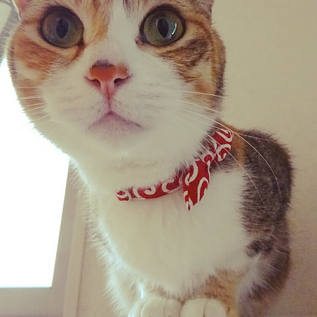 123sgnbさんの実例写真