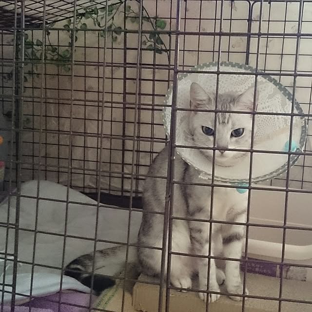simaumaさんの実例写真