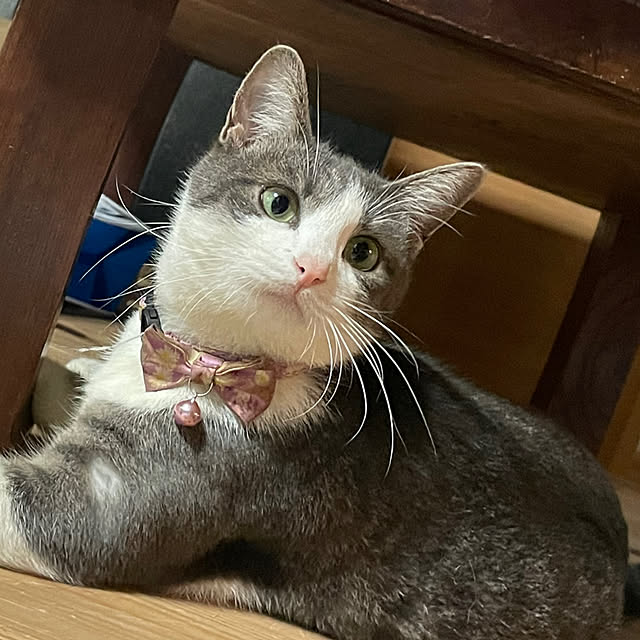 nekosamaさんの実例写真