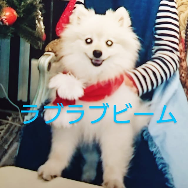 akaidarumaさんの部屋