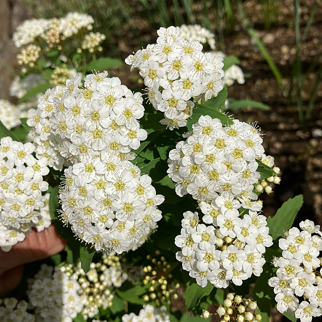 ikubooさんの部屋