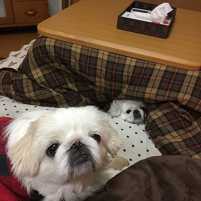 peko226さんの実例写真