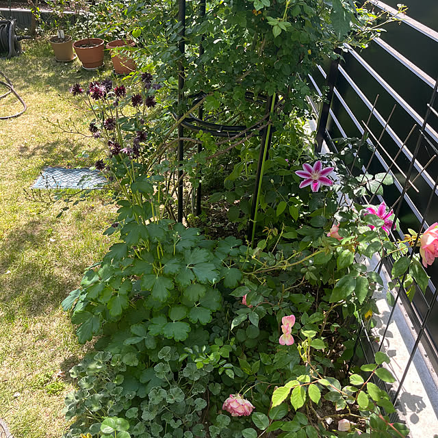 Virolさんの部屋