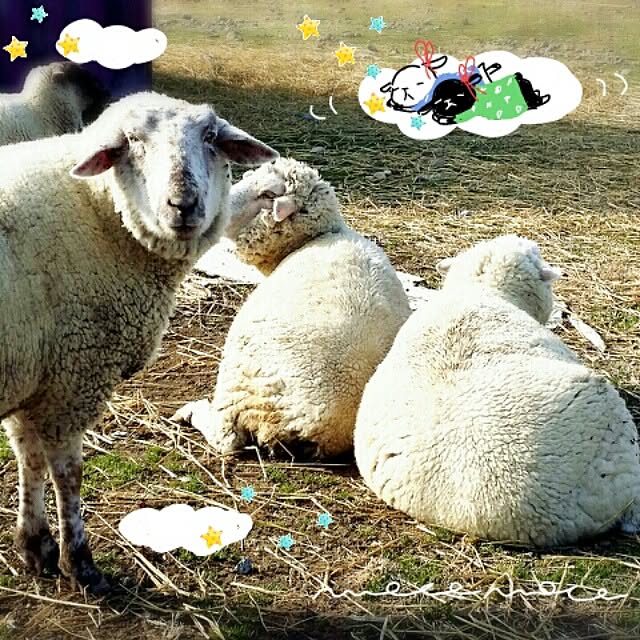 ベッド周り/ひつじ/動物/おやすみ/こやぎのソラシドのインテリア実例 - 2014-02-19 01:12:10