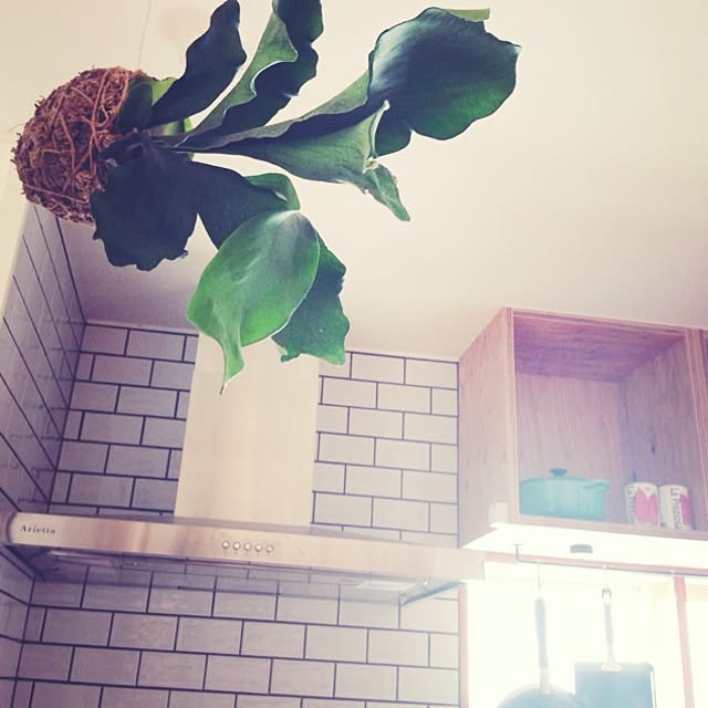 soranootoさんの実例写真