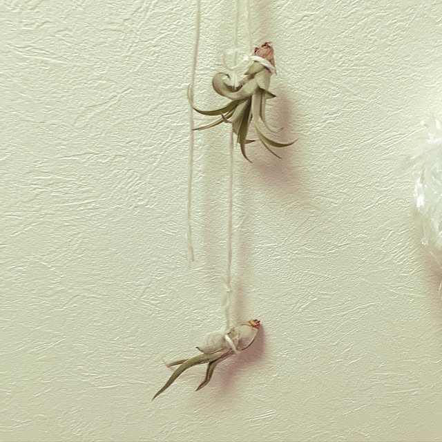 nya-さんの実例写真