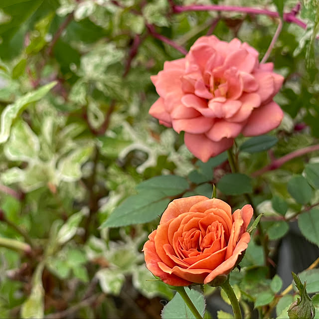 shiropenguinさんの部屋