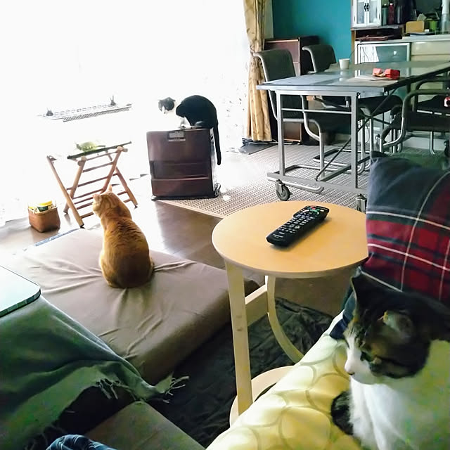 okyosan101さんの実例写真