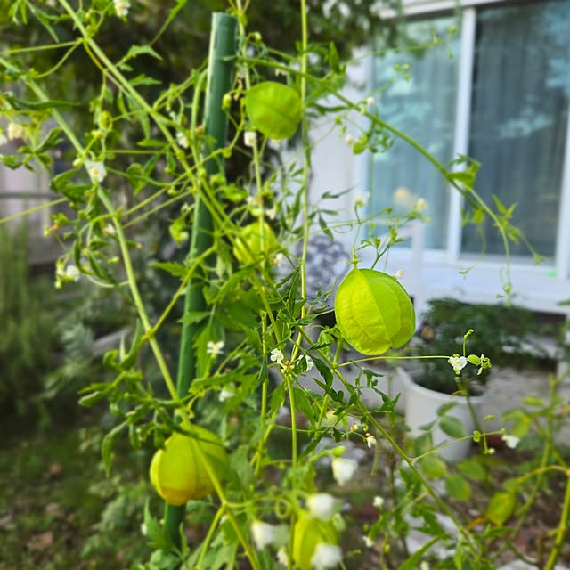 mayumiさんの部屋