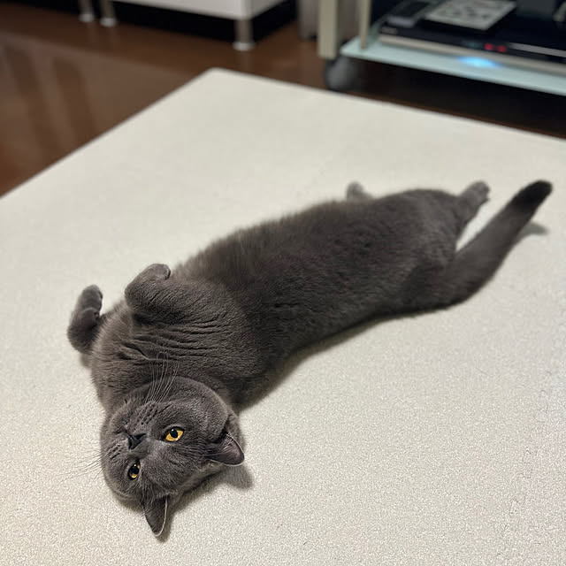 kittyさんの部屋