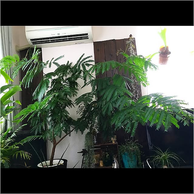 pitさんの実例写真