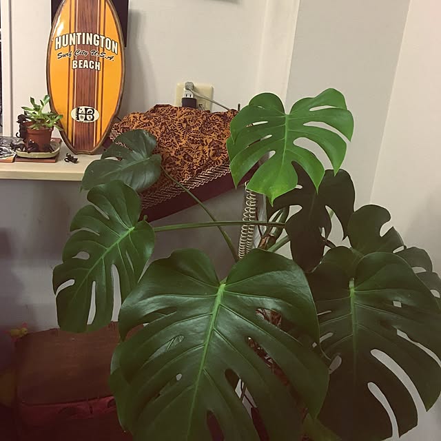 実例写真