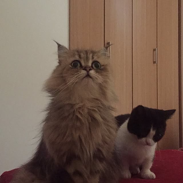 butachanさんの実例写真
