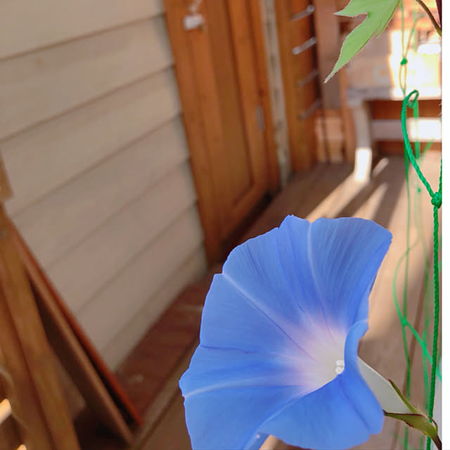 mintcatさんの実例写真