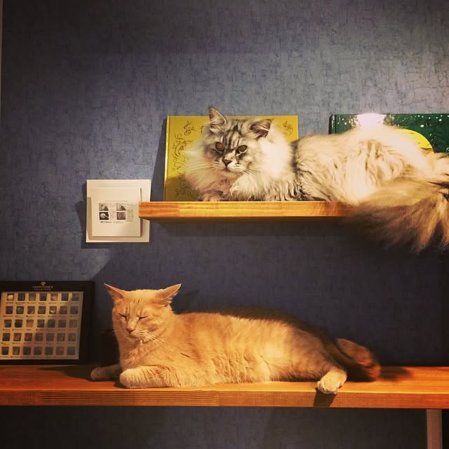 defeemiさんの実例写真