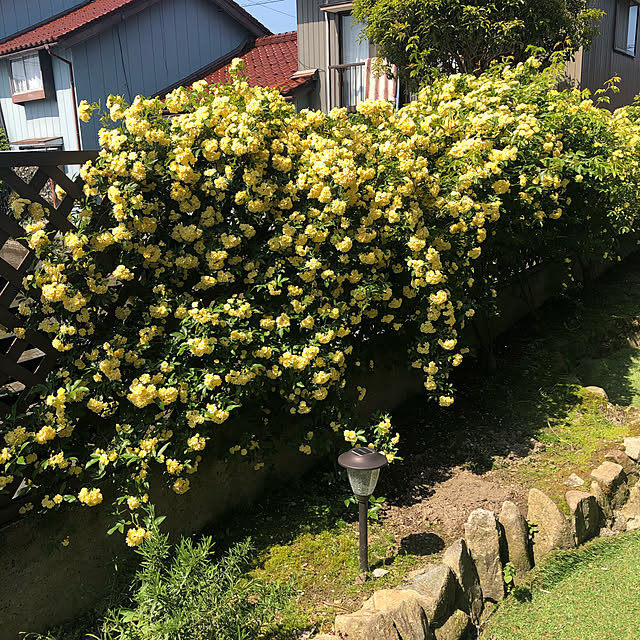 実例写真