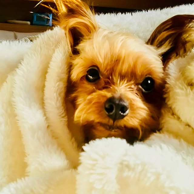 CoCo617さんの実例写真
