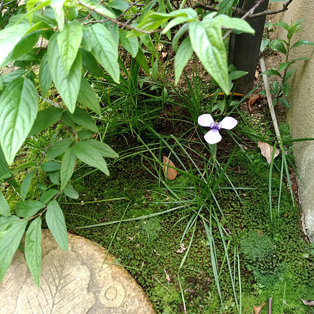 momowaka.さんの実例写真
