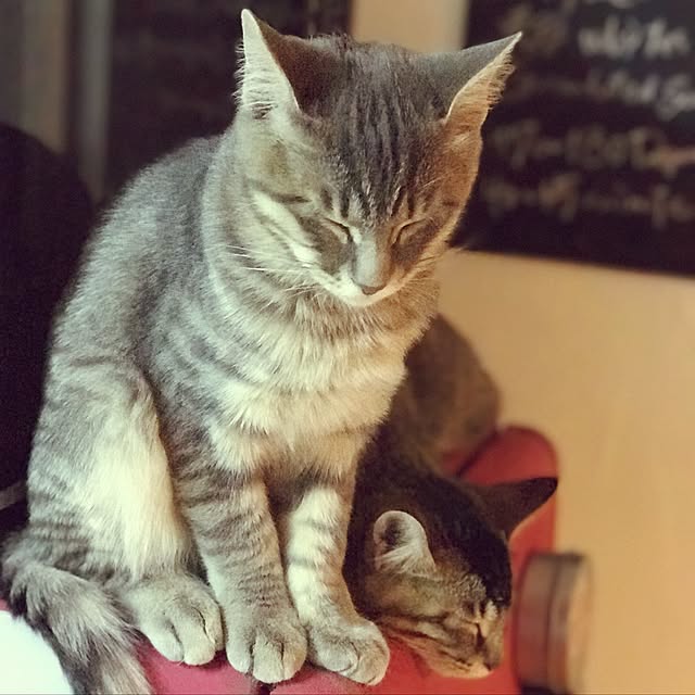 ma-ya-sunsunさんの実例写真
