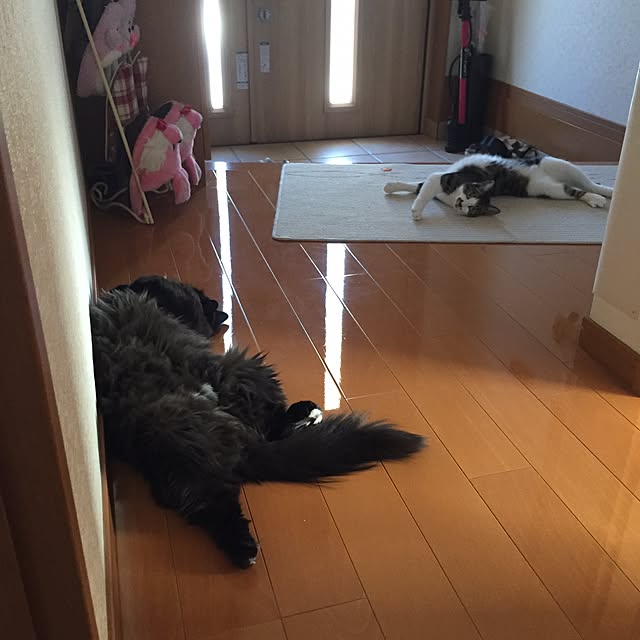 kokoさんの実例写真
