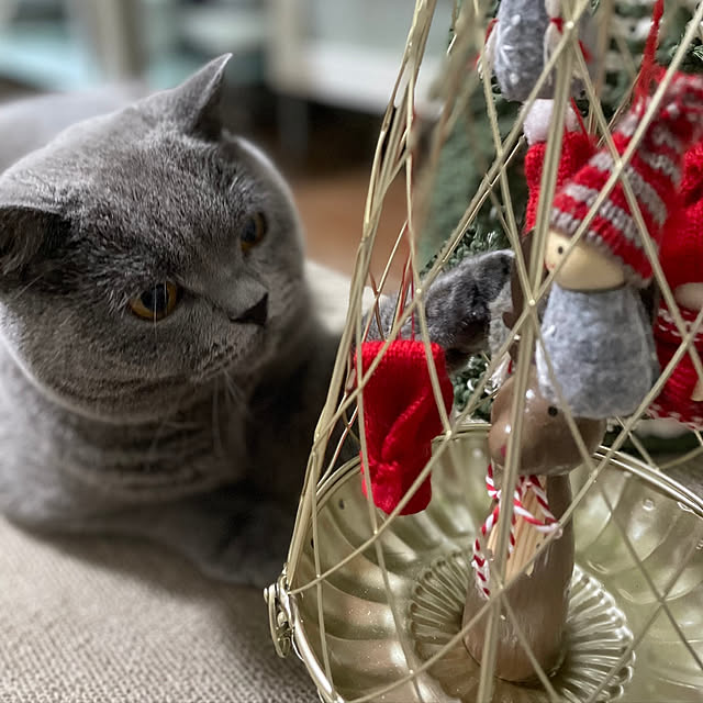 kittyさんの実例写真