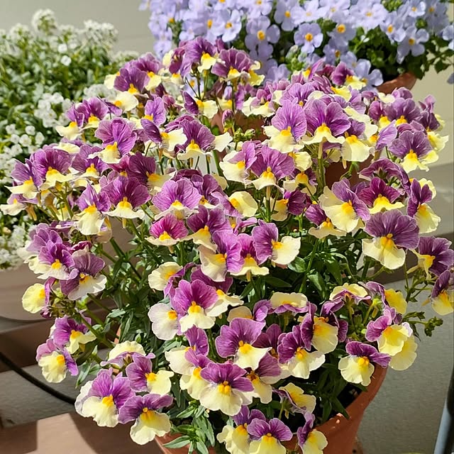 VERANDARJUNさんの実例写真