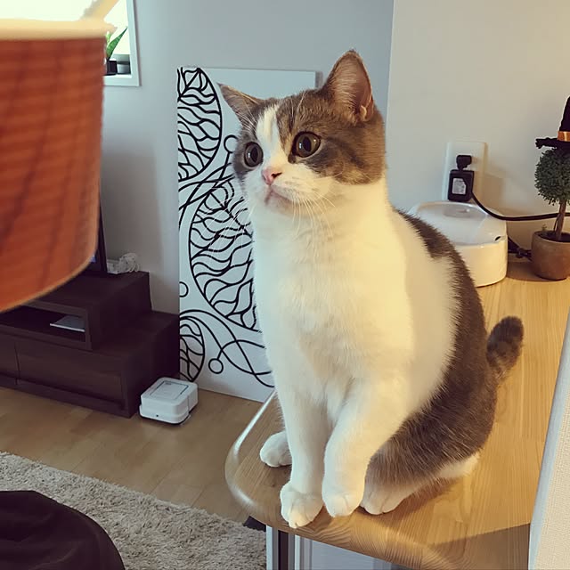 hikari_pppさんの実例写真
