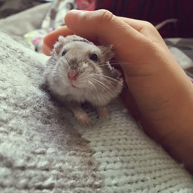 hamtaさんの実例写真