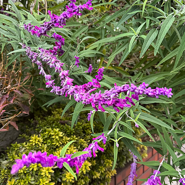 mamizaさんの部屋