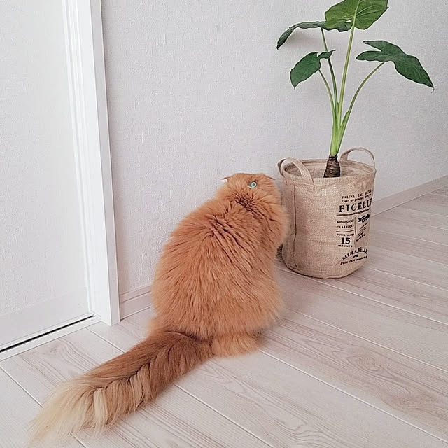 Arahimaさんの実例写真