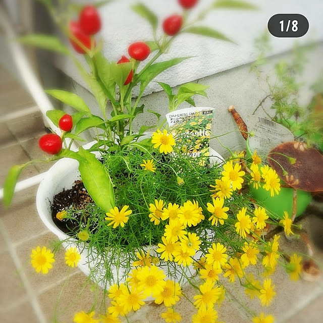 coccosshopさんの実例写真