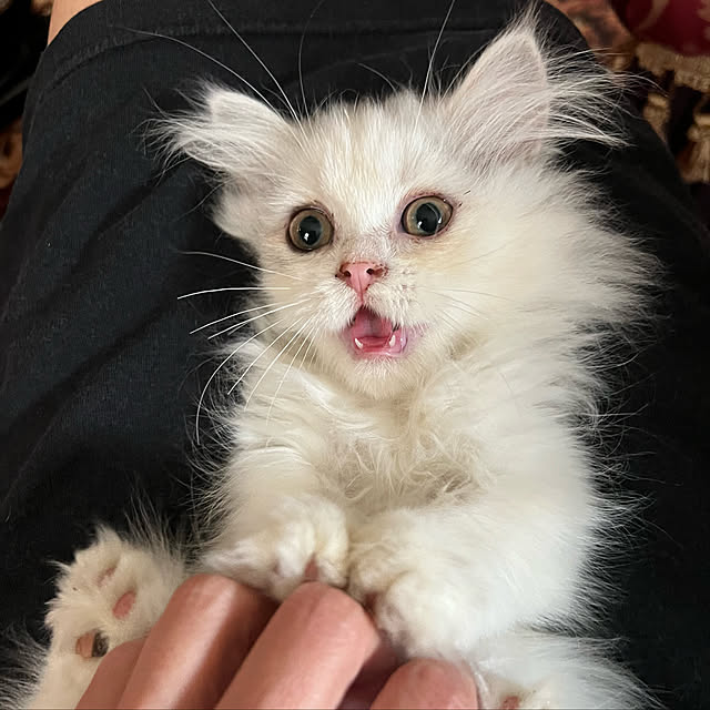 AYUKOさんの実例写真