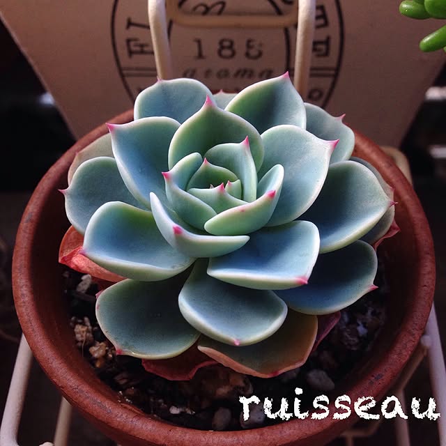 ruisseauさんの実例写真