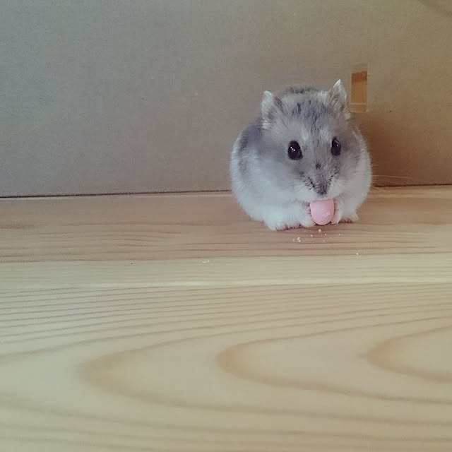 sunさんの実例写真