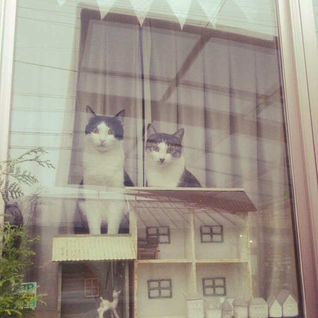 millsukeさんの実例写真