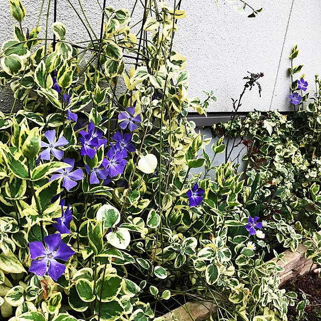 portulacaさんの実例写真